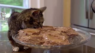 Lil BUB's 8th Birthday Cake!