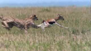 Cheetah - Fastest Running Animal - 1080 HD