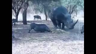 Атака носорога | Носорог против кабана | Rhino attack boar