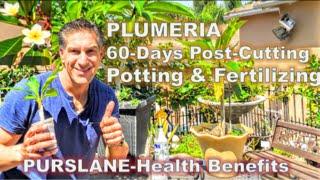 PLUMERIA: 60-Days Post-Cutting & Potting & Fertilizing Tips | PURSLANE-Health Benefits