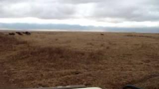 Hyena stalking wildebeest in open plains in Tanzania part 1