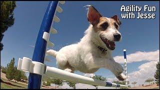 Agility Fun with Just Jesse the Jack