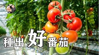 記住這5點，輕松種好番茄，如何種植番茄？【温村東哥】