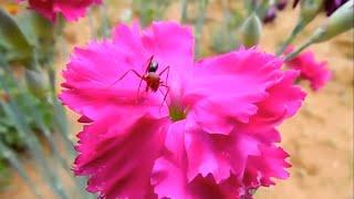 Beautiful Relaxing Music Peaceful Piano, Cello & Guitar Music 4k videos