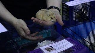 Hamsters at the London Pet Show