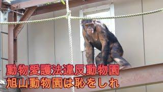 Nina's awakening and the baddest guys in Japan. Asahiyama Zoo Chimpanzee 202407