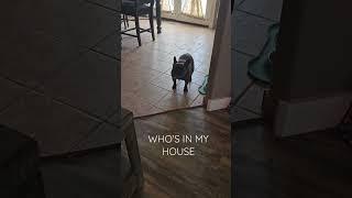 Miss Ginger  #dogs #love #frenchie #utah #followme #happy #bulldog #puppy #fyp#foryourpage #viral