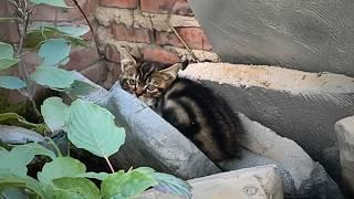 stray cat, hiding in a corner, could no longer groom itself after losing its front paws and tail.