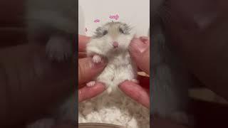 It’s the hamster vibe #hamster #roborovski