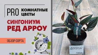 Сингониум Ред Арроу - обзор сорта | Одно из немногих комнатных растений, которое покорило мое сердце