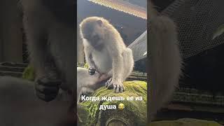 #monkey #animals #животные #обезьяна