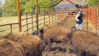 Cross Timbers Bison In Slow Motion (120fps)