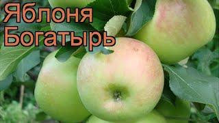 Яблоня обыкновенная Богатырь (malus bogatyr)  Богатырь обзор: как сажать, саженцы яблони Богатырь