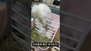 건초통에 끼인 아기토끼 #토끼 #rabbit #롭이어토끼 #pets #반려동물