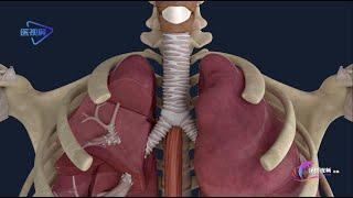 Which of the trachea or bronchi is easy to fall into a foreign body/【人体解剖】：气管与支气管，哪只易坠入异物？