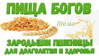 Зародыши пшеницы: польза и противопоказания, цена - Фитоаптека