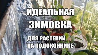 Правильная зимовка домашних лимонов и других растений в квартире на подоконнике.Период покоя