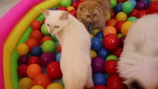 قطط تلعب بالكرات الملونة كيوت Cute kittens Surprise balls bit  in pool