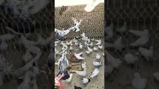 Kabutar Short Video Abdul Pigeons