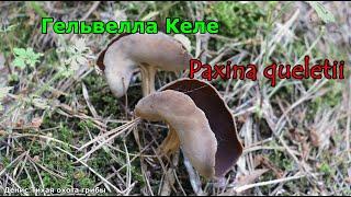 Гельвелла Келе | Paxina queletii (Helvella queletii)