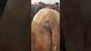 Tonnalik Smentallar Toloq video Yutubdagi Jasur uz kanalida ko'ring