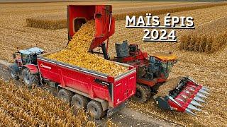  MOISSON de MAÏS ÉPIS 2024 | Corn Picker Bourgoin B1 