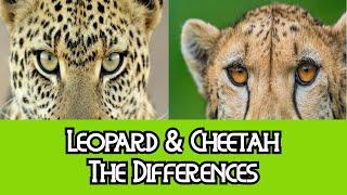 Leopard & Cheetah - The Differences