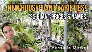 New Plants On The Market! Price Breakdown & Houseplants - Horrocks - Plant Shopping & Plant Haul