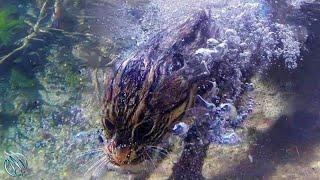 FISHING CAT ─ The Cunning Feline that Hunts Underwater