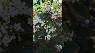 Primavera