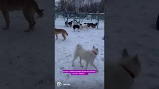 Пёс Веник веселится на прогулке   Все собаки в поиске своего хозяина