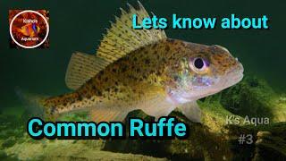 Common Ruffe | Fish Documentary