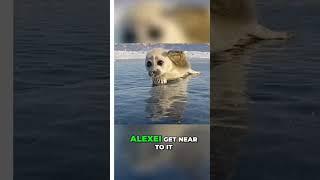 Rare and Heartwarming Encounter: Adorable Baby Seal Allows Photographer to Capture Stunning Photos