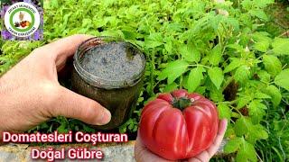 Domatesleri Bununla Suladığım İçin Daha Hızlı BüyüyorlarDomates Salatalık Biber İçin En Doğal Gübre