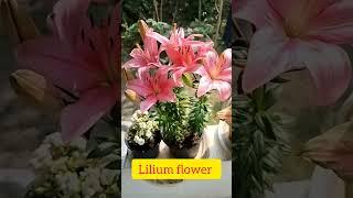 Lilium Flower #Lilium #FlowerLove