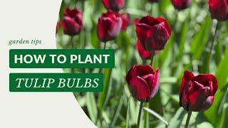 How To Plant Tulip Bulbs | Gardening Tips with J. Parker's