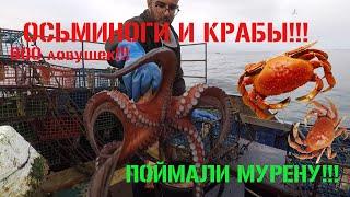 ОСЬМИНОГИ И КРАБЫ!!! ПРОВЕРЯЕМ ЛОВУШКИ!!!