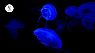 Jellyfish 4K Video for Spa w/ Meditation Music for Relaxing, Sleeping, Stress Relief & Massage