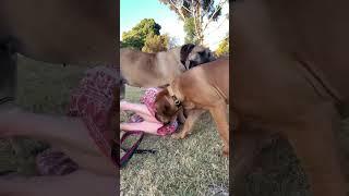 Big Boerboel pinches owner #boerboel #mastiff #shortsbeta #shortsvideo