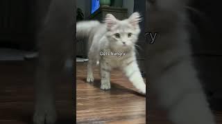 #siberiancat #babyanimal #babycat #babypet #cute #cutebabyanimals #pets #funny #cutebabypets