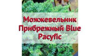 Можжевельник прибрежный Блю Пасифик  Обзор: посадка и уход. крупномеры: описание и особенности