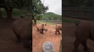 Baby rhinos running for their milk