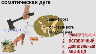 Анатомия: нервная система 1