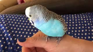 Самое веселое пение волнистого попугая / the most fun budgerigar singing