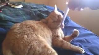 generic cat video