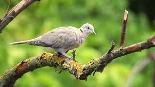 The sound of the Collared Dove - Dove Sounds | 10 Hours