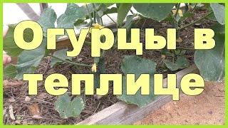 Огурцы в теплице - посадка, уход, сбор урожая