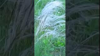 Ковыль Часть 2