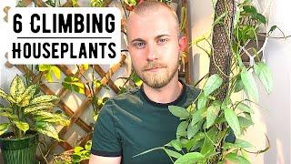 6 Excellent Climbing Houseplants