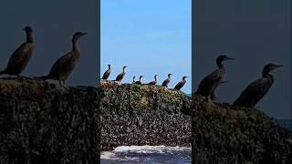 Seabird Family!  #shorts #seabird #sea #bird